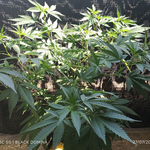 Black Domina  growlog timeline photo