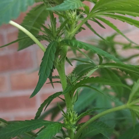 Master Kush  growlog timeline photo