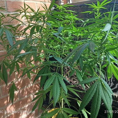 Master Kush  growlog timeline photo