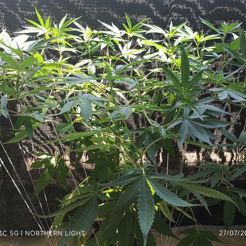 Northern Lights growlog timeline photo