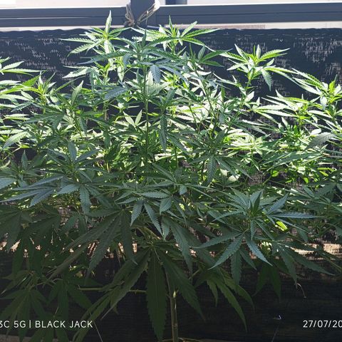Black Jack  growlog timeline photo
