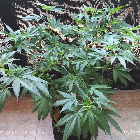 Black Domina  growlog timeline photo
