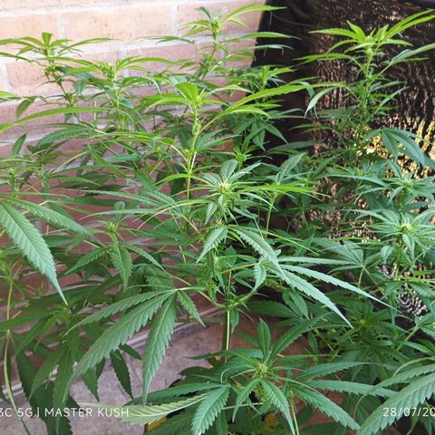 Master Kush  growlog timeline photo