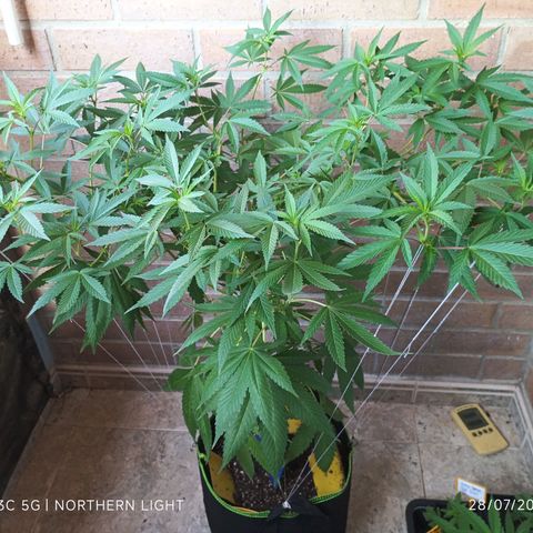 Northern Lights growlog timeline photo
