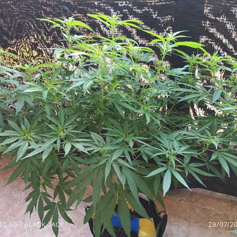Black Jack  growlog timeline photo