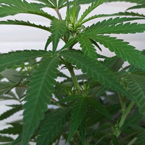 Black Jack  growlog timeline photo