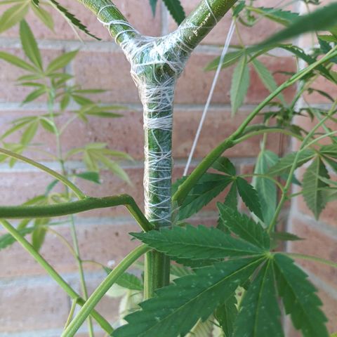 Northern Lights growlog timeline photo