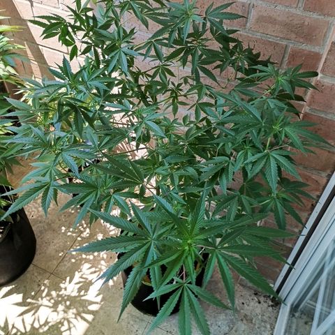 Northern Lights growlog timeline photo
