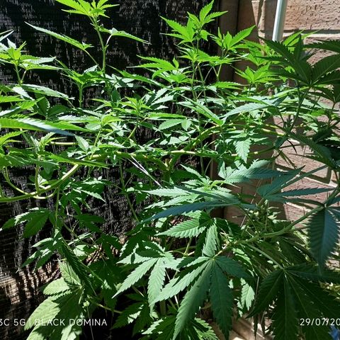 Black Domina  growlog timeline photo