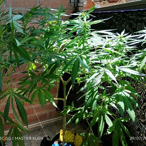 Master Kush  growlog timeline photo