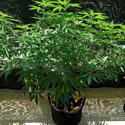 Black Jack  growlog timeline photo