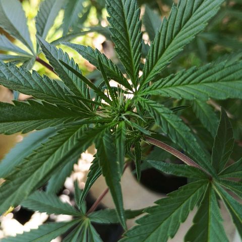 Northern Lights growlog timeline photo