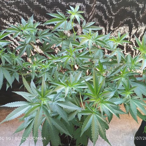 Black Domina  growlog timeline photo