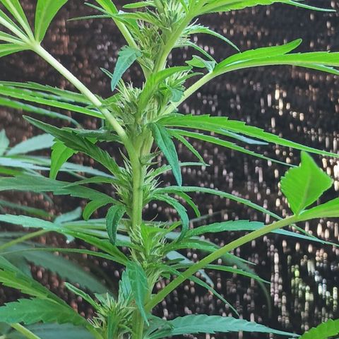 Master Kush  growlog timeline photo
