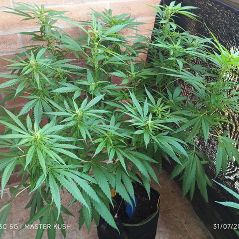 Master Kush  growlog timeline photo