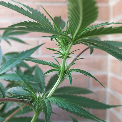 Northern Lights growlog timeline photo