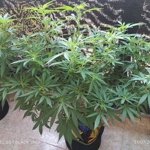 Black Jack  growlog timeline photo