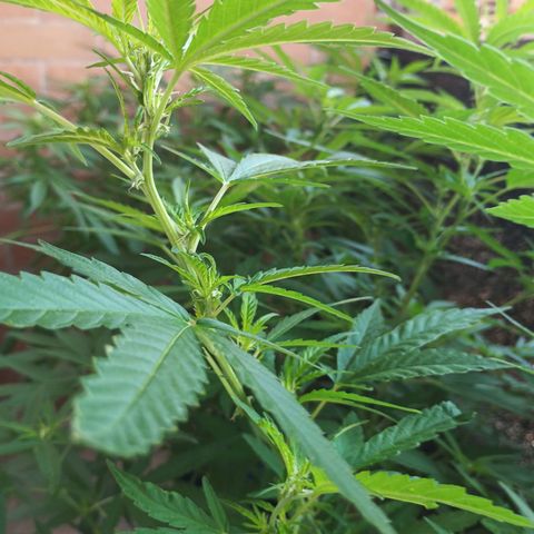 Black Jack  growlog timeline photo