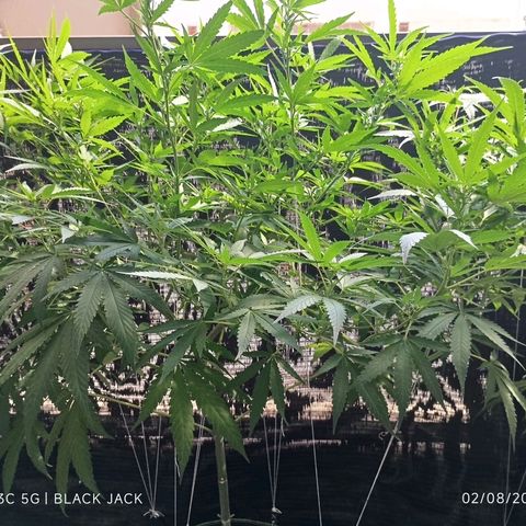 Black Jack  growlog timeline photo