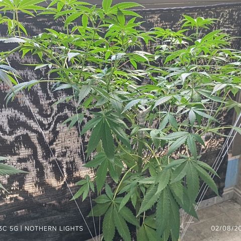 Northern Lights growlog timeline photo