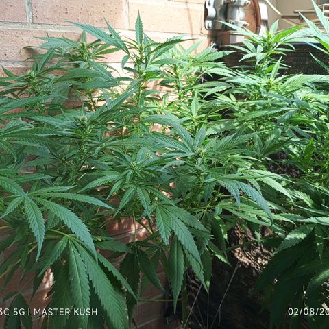 Master Kush  growlog timeline photo