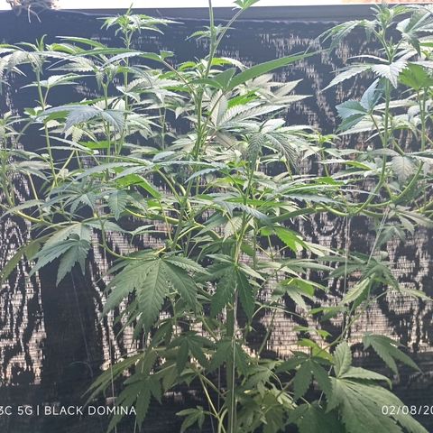 Black Domina  growlog timeline photo