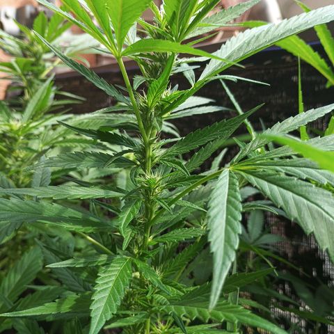 Master Kush  growlog timeline photo