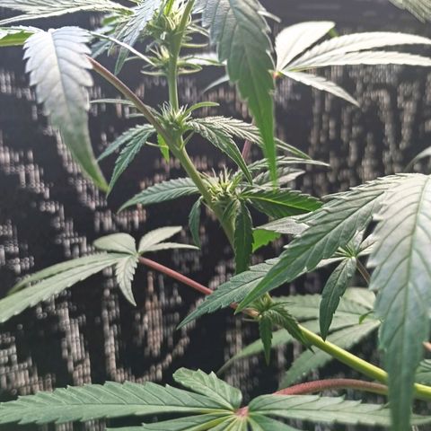 Northern Lights growlog timeline photo