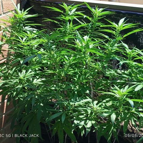 Black Jack  growlog timeline photo
