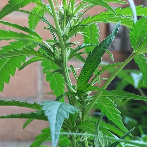 Black Jack  growlog timeline photo