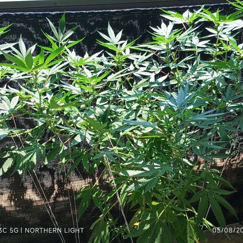 Northern Lights growlog timeline photo