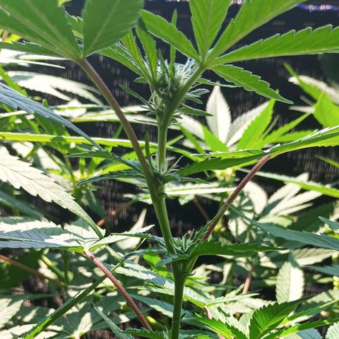 Northern Lights growlog timeline photo