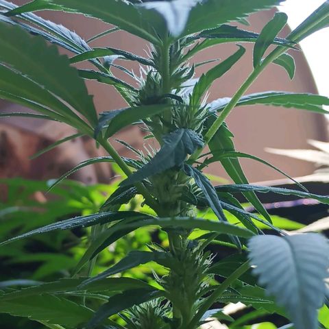Master Kush  growlog timeline photo