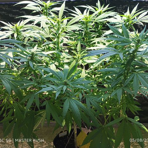 Master Kush  growlog timeline photo