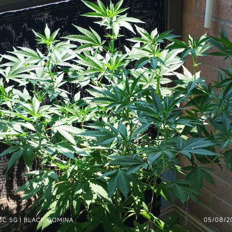 Black Domina  growlog timeline photo