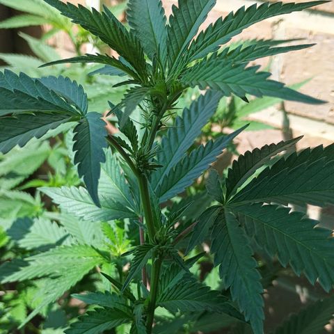 Black Domina  growlog timeline photo