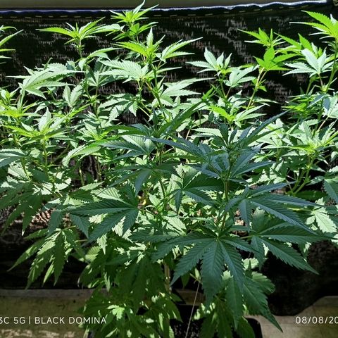 Black Domina  growlog timeline photo