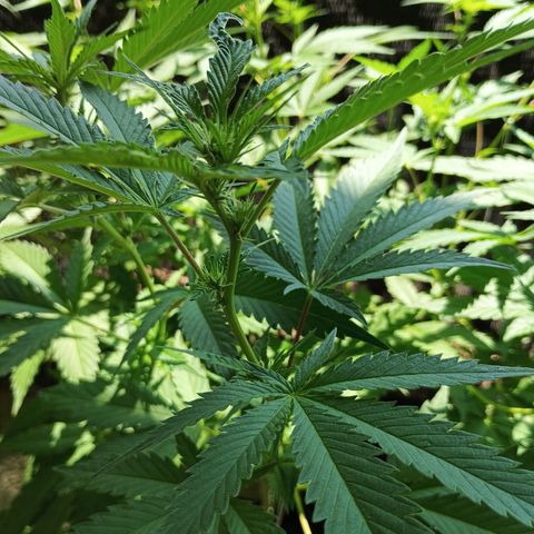 Black Domina  growlog timeline photo