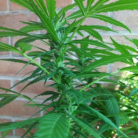 Master Kush  growlog timeline photo