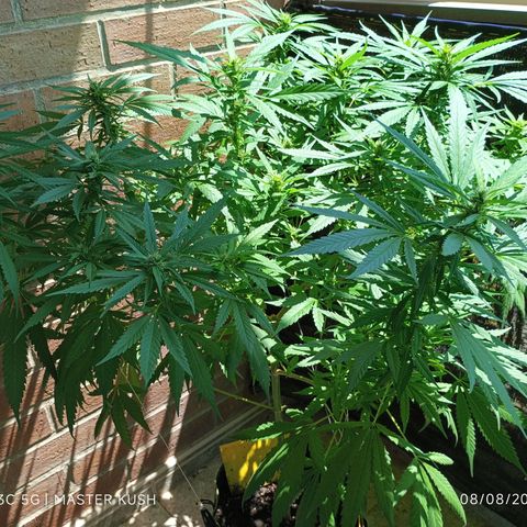 Master Kush  growlog timeline photo