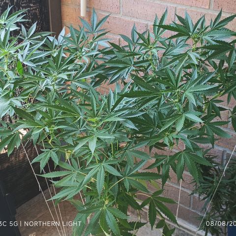 Northern Lights growlog timeline photo