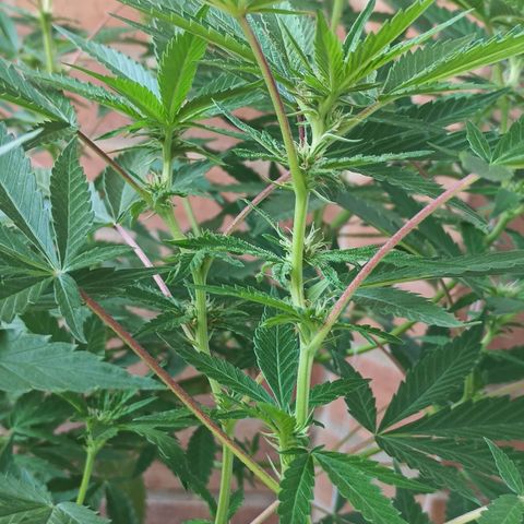 Northern Lights growlog timeline photo