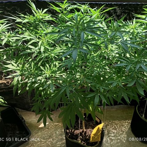 Black Jack  growlog timeline photo