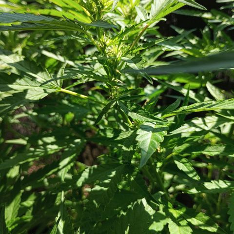 Black Jack  growlog timeline photo
