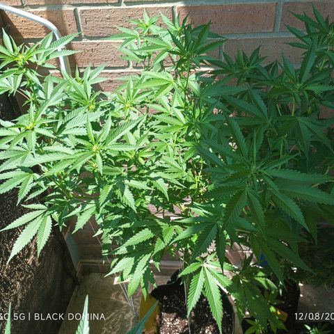 Black Domina  growlog timeline photo