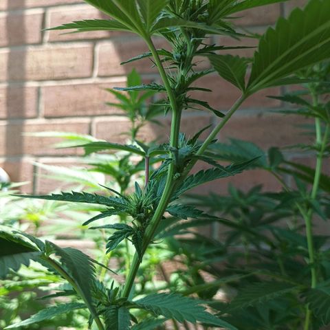 Black Domina  growlog timeline photo