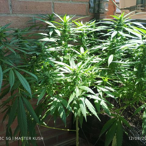 Master Kush  growlog timeline photo