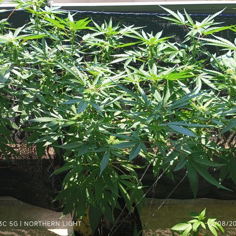 Northern Lights growlog timeline photo