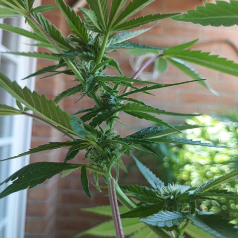 Northern Lights growlog timeline photo