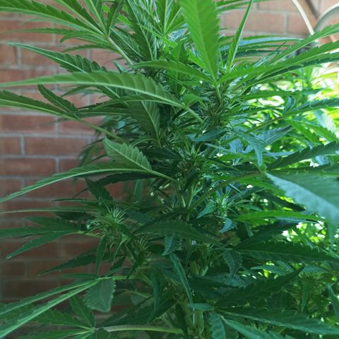 Black Jack  growlog timeline photo